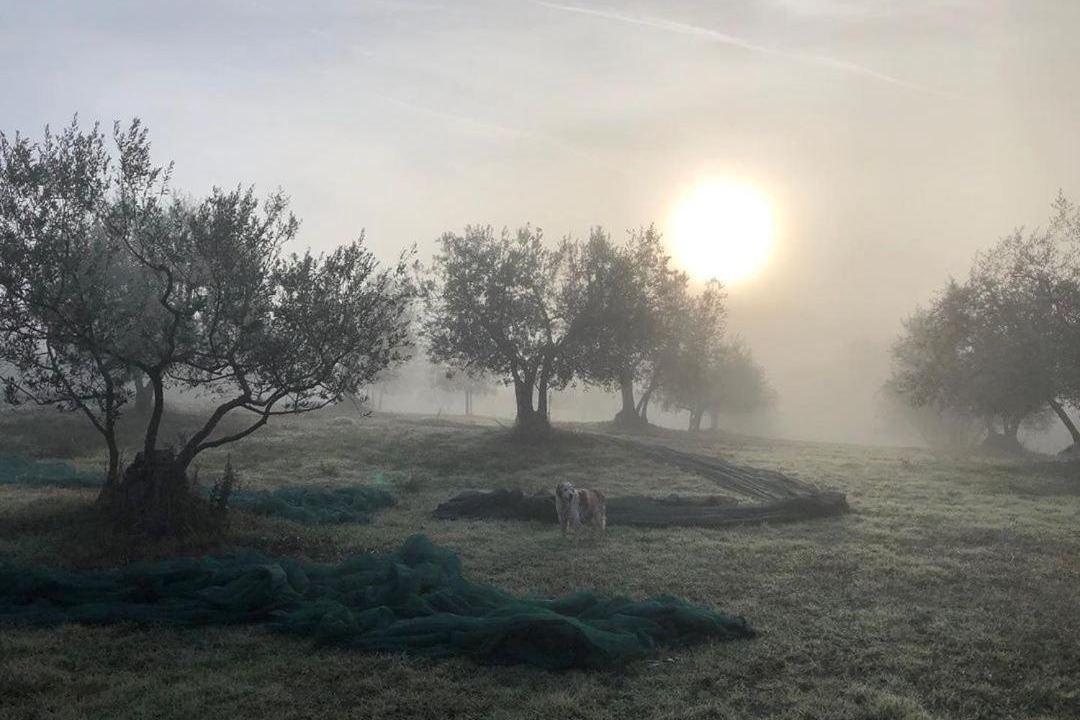 Photo of Others in Castelnuovo Berardenga