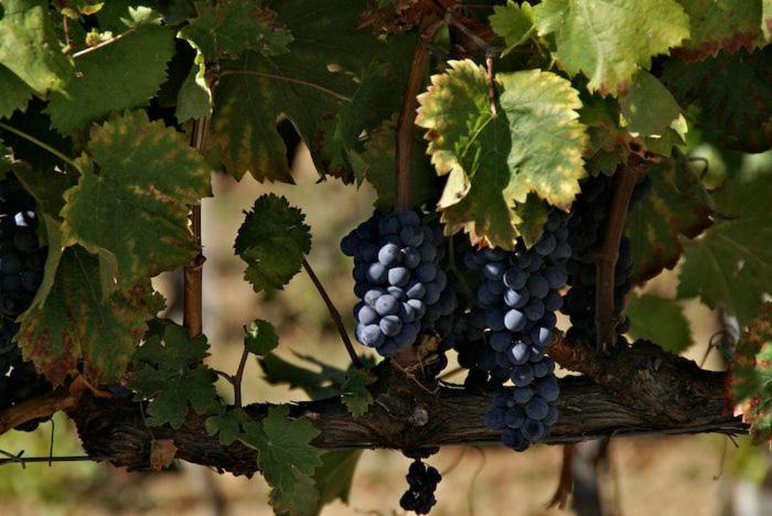 Photo of Others in Montefalco
