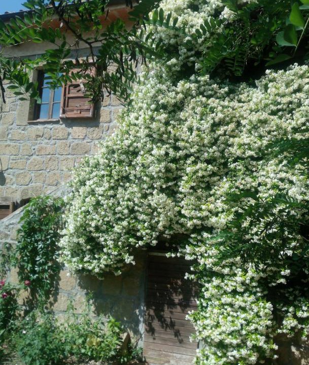 Photo of Others in Pitigliano