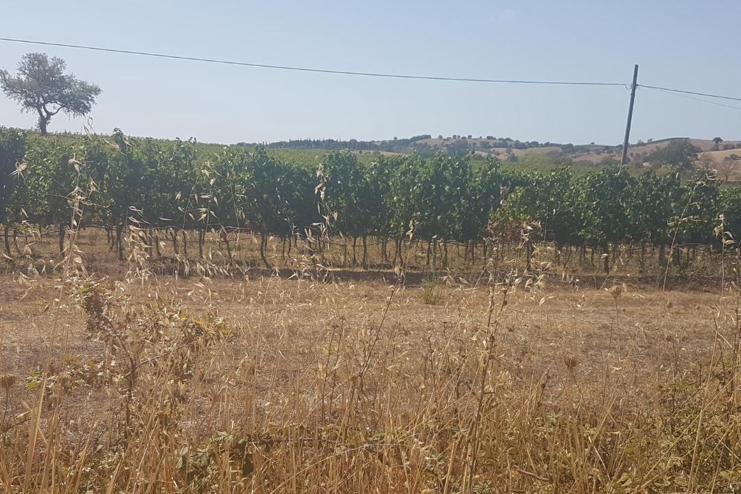 Photo of Others in Magliano in Toscana