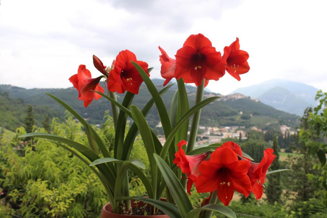 Photo of Others in Arrone